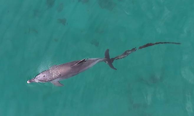 지난 9일 제주시 구좌읍 한동리 앞바다를 헤엄치는 행운이 꼬리에 폐어구가 길게 달려 있다. 다큐제주, 제주대학교 고래·해양생물보전연구센터 제공