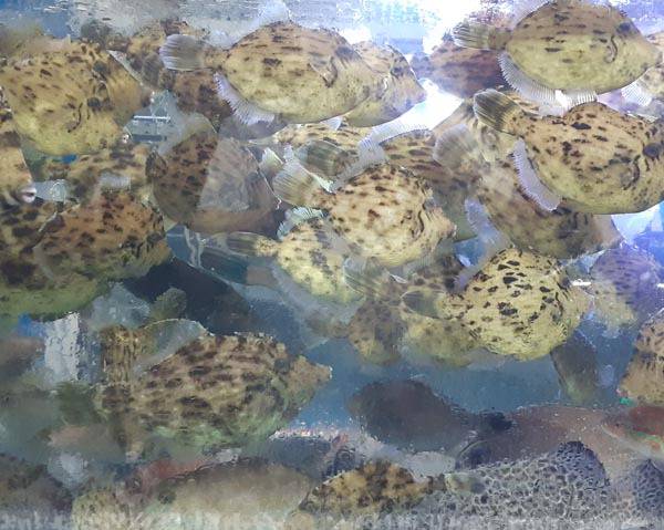 수족관 속의 쥐치. 쥐처럼 입이 작고 찍찍 소리를 낸다고 해서 쥐치라 부른다.