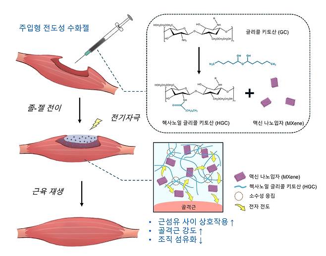 헥사노일 글리콜 키토산 기반 맥신 담지 주입형 전도성 수화젤의 모식도.[GIST 제공]