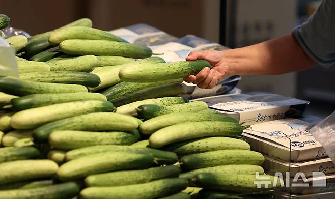 [서울=뉴시스] 김선웅 기자 =10일 식품의약품안전처는 카드뉴스를 통해 오이와 고수에 대한 호불호가 갈리는 이유가 '민감한 유전자' 때문이라고 소개했다. 지난해 8월 21일 서울 소재 유통매장에서 오이 등 농산품이 판매되고 있다. 해당 사진은 기사와 직접 관련이 없습니다. 2024.08.21. mangusta@newsis.com