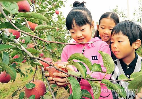 예산 사과 따기 체험 [연합뉴스 자료사진]