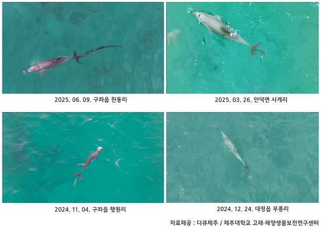 지난해 ‘행운’의 꼬리에 짧고 굵은 밧줄만 감겨 있던 것과는 달리 전날 포착된 사진에는 몸통 길이의 폐어구가 추가로 붙어 있다. (사진=다큐제주, 제주대학교 고래·해양생물보전연구센터 제공)