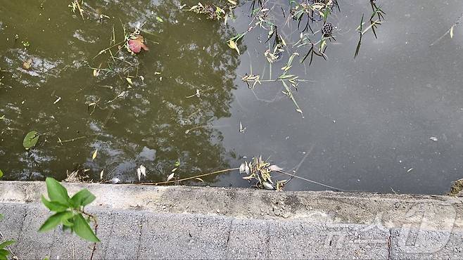 광주 지역의 낮 최고기온이 최대 31도까지 오르면서 전남대 캠퍼스 내 연못에서 붕어 수십 마리가 집단 폐사한 모습.(커뮤니티 갈무리) 2025.6.11/뉴스1