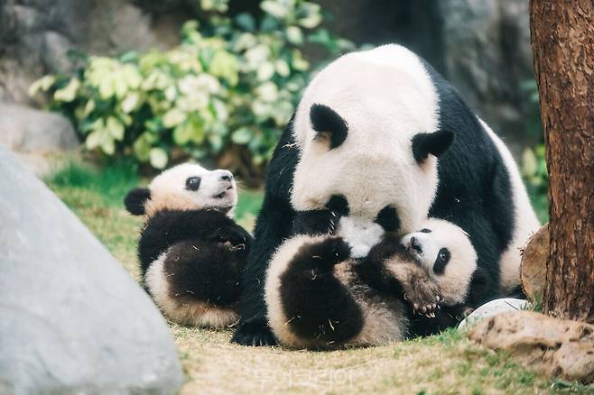 오션파크 홍 판다/사진-홍콩관광청