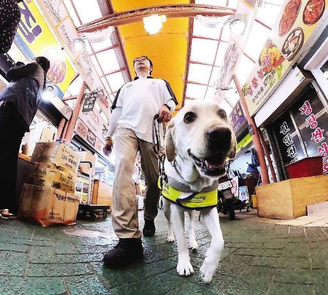 이명호 훈련사가 지난달 23일 경기 용인시 처인구 용인중앙시장에서 안내견을 훈련하고 있다.