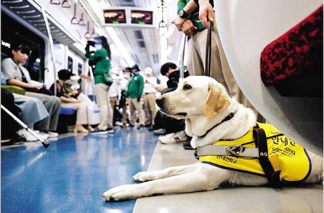 수도권 지하철 수인분당선 전동차 안에서 후보 안내견이 최종 테스트를 받고 있다. 안내견은 기본 훈련, 복종 훈련, 장애물 회피 훈련, 보행 훈련 등을 거치고 적응·기질 테스트도 받는다. 최종 탈락한 후보 안내견은 일반 가정으로 돌아가 반려견으로 지낸다. 합격한 안내견들은 시각장애인과 매칭을 한다.
