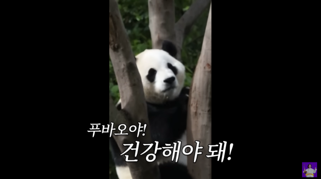 푸바오, 김숙/유튜브 채널 '김숙티비'