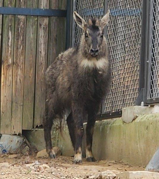 [서울=뉴시스] 서울대공원에 반입된 산양. 2025.06.11. (사진=서울대공원 제공) *재판매 및 DB 금지