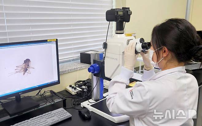 [광주=뉴시스] 광주보건환경연구원, 채칩된 모기 분류 작업. (사진=광주보건환경연구원 제공). photo@newsis.com *재판매 및 DB 금지