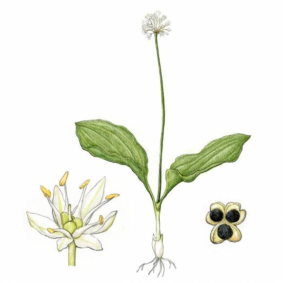 명이나물이라는 이름으로 유통되는 울릉산마늘. 산마늘보다 잎이 넓고 알싸한 향이 강하다.