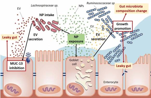 나노 플라스틱이 세포외 소포를 통해 전달되는 마이크로RNA를 매개로 장내 미생물군과 숙주 간의 상호작용을 방해하는 메커니즘  대만 국립 쳉쿵대 제공