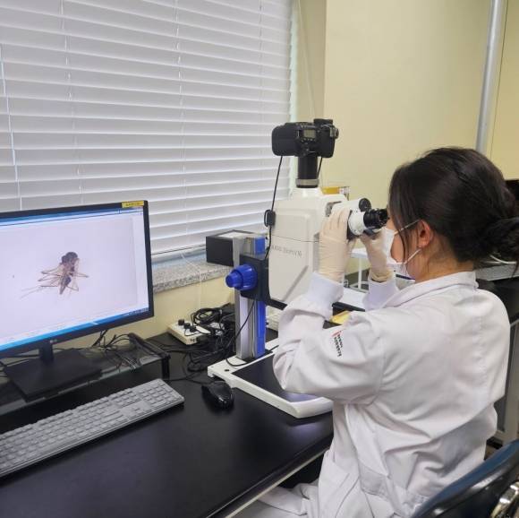 광주보건환경연구원 직원이 채집된 모기를 종(種)별로 분류하고 있다. 광주보건환경연구원 제공