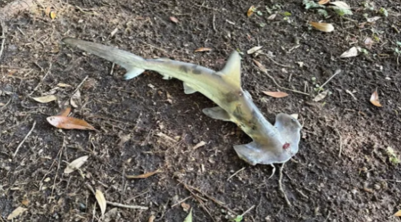 지난달 18일 미국 사우스캐롤라이나주의 한 골프장으로 망치 상어(사진) 한 마리가 뚝 떨어졌다. 조나단 말로위 제공