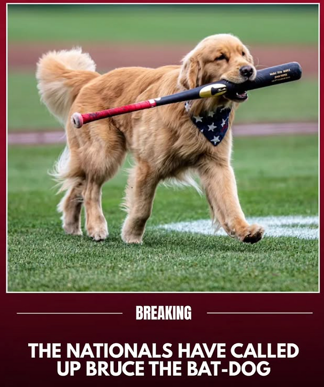 방망이를 물어 나르는 브루스. 브루스 공식 SNS