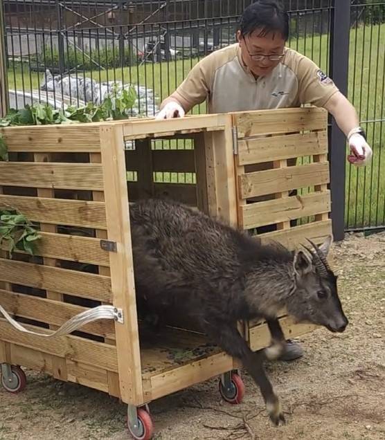 서울대공원 동물원에 반입된 산양 [서울대공원 제공. 재판매 및 DB 금지]