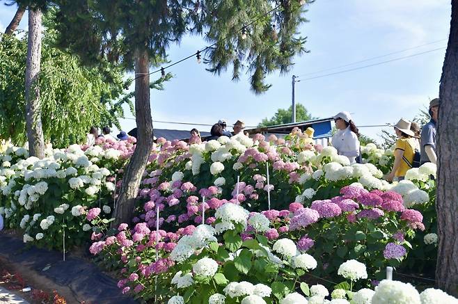 지난해 열린 유구색동수국정원 꽃축제  [충남 공주시 제공. 재판매 및 DB 금지]