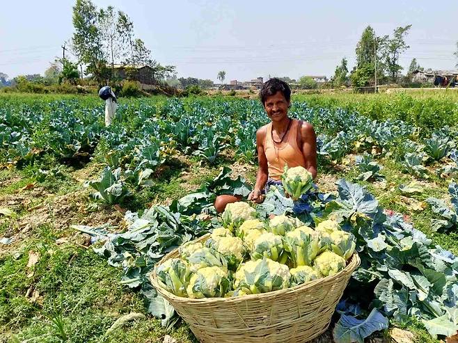 코이카, 네팔 기후위기 대응 사업 추진 (서울=연합뉴스) 코이카와 글로벌녹색성장기구가 공동으로 추진하고 있는 '네팔 테라이 홍수평야 기후스마트 농업을 통한 기후복원력 제고 및 경제적 실향민 재통합 사업'에 참여한 농민이 농작물을 수확하고 있다. [코이카 제공. 재판매 및 DB 금지]