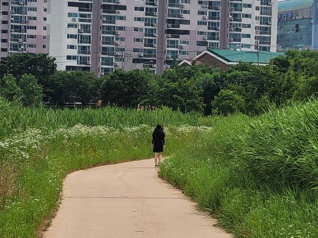 12일 찾은 전주 삼천 산책로. 산책하는 주민의 키보다 풀숲이 높게 자라 있다. 문채연 기자