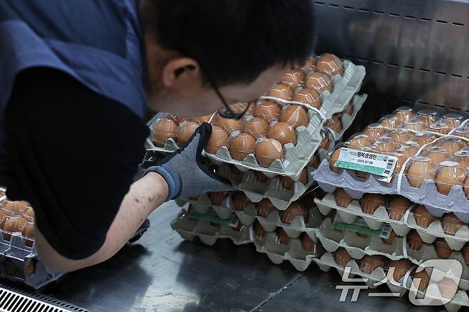 30입 계란 한 판 4,990원 단 하루 특가 행사가 열린 12일 오전 서울 중구 한강대로 롯데마트 제타플렉스 서울역점에서 직원이 빈 계란 매대를 다시 채우고 있다. 2025.6.12/뉴스1 ⓒ News1 박정호 기자