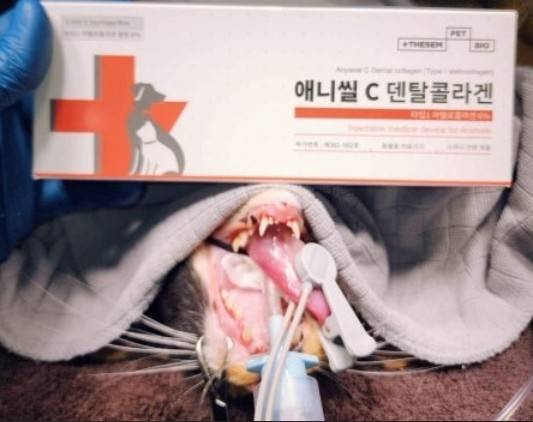 그레이스 고양이병원은 치과 질환 치료에 덴탈 콜라겐을 활용해 빠른 회복을 돕고 있다(그레이스 고양이병원 제공) ⓒ 뉴스1