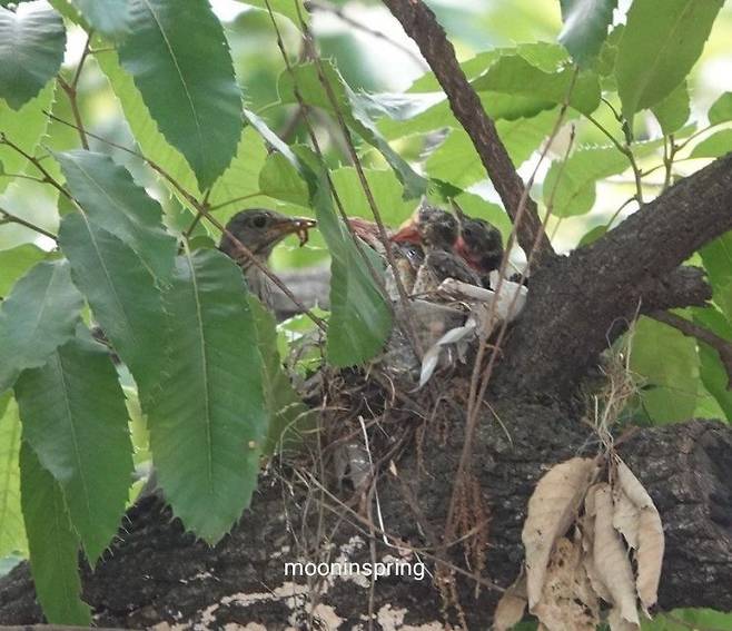 광주 사직공원에서 되지빠귀 어미가 둥지 속 새끼들에게 먹이를 주고 있다. 진혜숙, 광주도시새동시센서스 제공