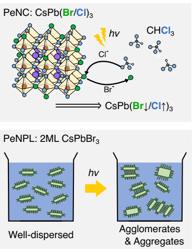 페로브스카이트 나노결정 빛과 반응하며 일어나는 반응 2가지. 연구팀은 나노결정 내부의 브롬(Br)이 염소(Cl)로 치환되는 과정(위)과 얇은 판 모양의 페로브스카이트 나노결정이 빛을 받아 응집하는 과정(아래)을 정밀 분석하는 데 성공했다. IBS 제공