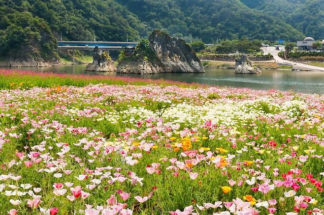 도담삼봉을 배경으로 봄꽃이 피어있는 도담정원