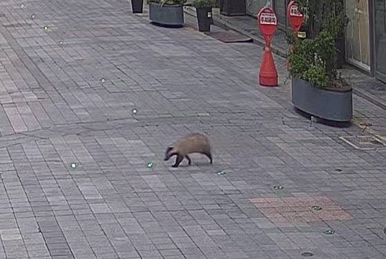 광주 충장로 활보하는 너구리. 연합뉴스