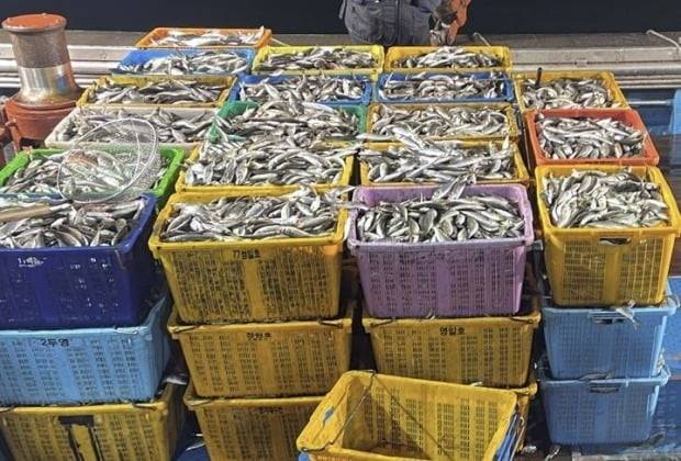 동해에서 잡힌 전갱이.  사진=연합뉴스
