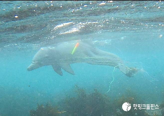 지난달 다시 낚싯줄에 엉킨 채 발견된 '종달이' /사진=연합뉴스