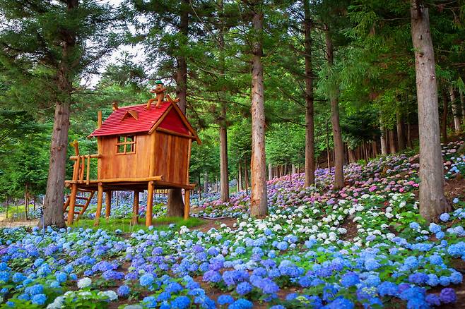 보성 윤제림. 전남도 제공
