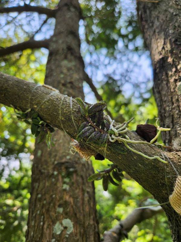 환경부 지정 멸종위기 야생생물 1급인 금자란. 국립생태원 멸종위기종복원센터 제공