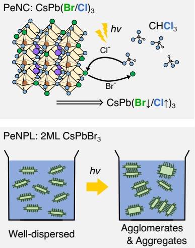 두 가지 페로브스카이트 나노 물질의 광유도 변화. 위 패널은 페로브스카이트 나노크리스탈이 보이는 광유도 할로젠 치환 과정의 모식도로, 이 과정에서 페로브스카이트 나노결정 내의 브롬(Br) 대 염소(Cl) 조성 비율이 변하게 된다. 아래 패널은 페로브스카이트 나노플레이트렛이 분산된 용액이 빛을 받으면 나노플레이트렛들이 서로 뭉치고 응집하여 고차 구조를 형성하는 과정을 보여준다. AI-TA는 이러한 변화가 초고속 순간 흡수 스펙트럼과 전하 운반체의 동역학에 어떻게 영향을 미치는지 밝혀내기 위해 적용됐다. IBS