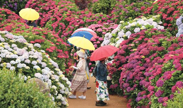 　  : 제주 지역 장마가 평년보다 일주일 빨리 시작된 12일 오전 제주 서귀포시 안덕면 카페 마노르블랑을 찾은 관광객들이 우산을 쓰고 수국이 만개한 정원을 거닐고 있다.  연합뉴스
