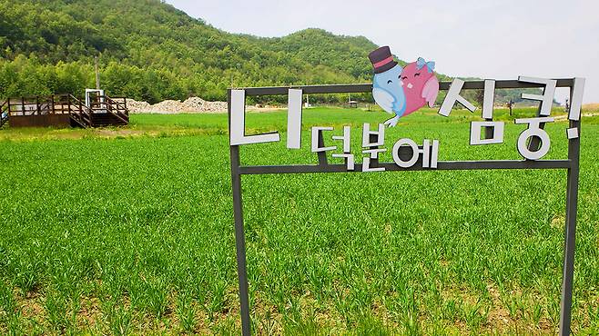 6월만 개방하는 9,000평 청보리 명소!