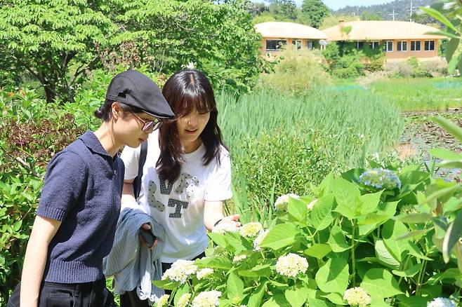 꽃잎 물들기 시작한 수국 [천리포수목원 제공. 재판매 및 DB 금지]