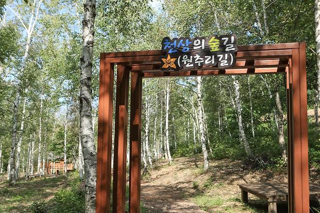 매봉산 천상의 숲길 [태백시 제공.재판매 및 DB 금지]