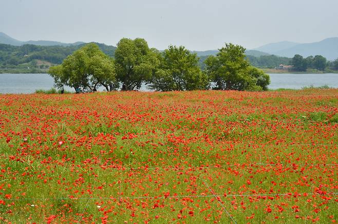 남양주 물의정원 꽃양귀비 초화단지. 사진=남양주시