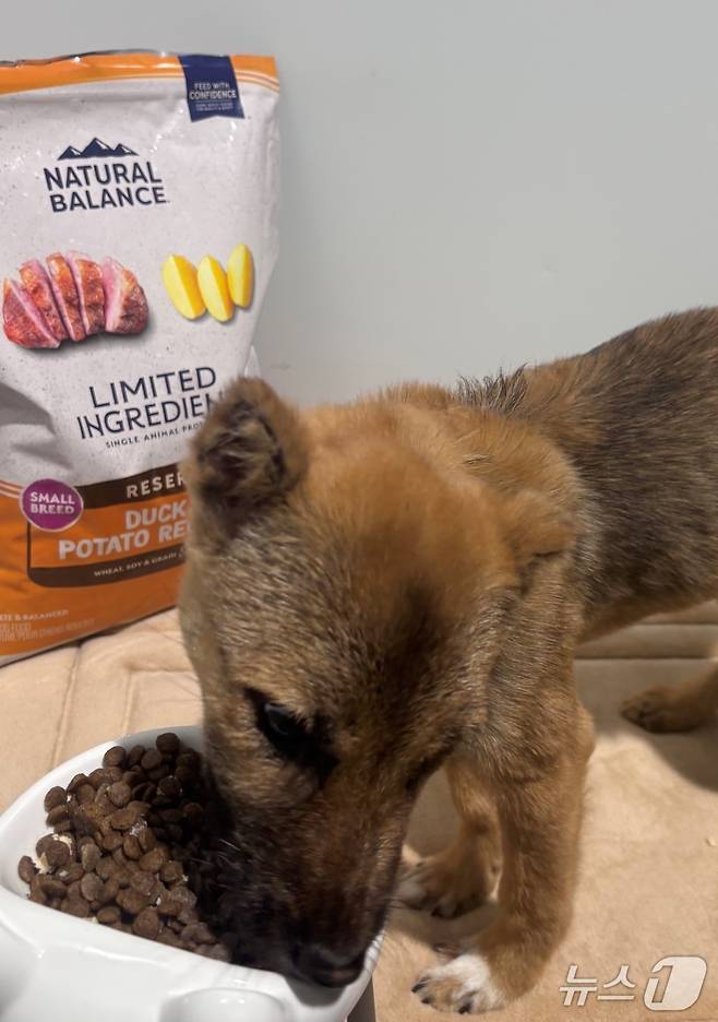 이효리가 기부한 사료를 먹고 있는 강아지(보호소 제공) ⓒ 뉴스1