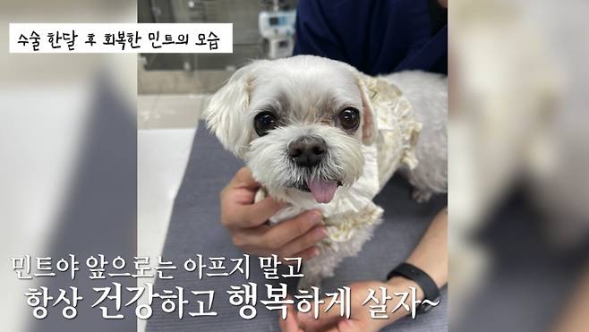 수술 후 회복한 민트의 모습(SD동물의료센터 제공) ⓒ 뉴스1