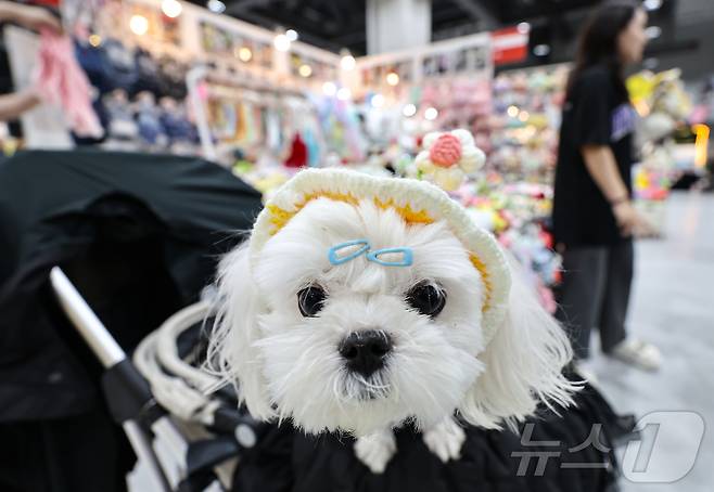 13일 서울 강서구 코엑스 마곡에서 열린 '2025 케이펫페어'에서 관람객들이 반려동물 옷을 살펴보고 있다. 2025.6.13/뉴스1 ⓒ News1 김도우 기자