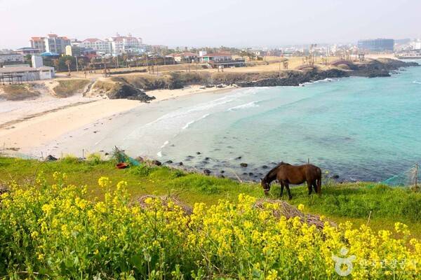 함덕해수욕장 (ⓒ한국관광공사 포토코리아-김지호)