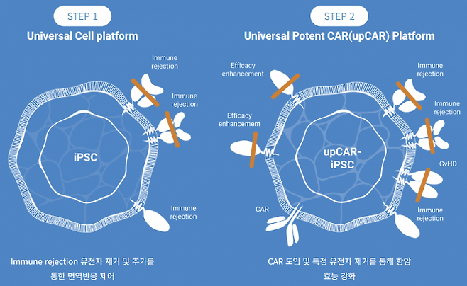 마루테라퓨틱스가 개발 중인 범용 유도만능줄기세포(iPSC) 기반 면역세포 플랫폼 개념도. 1단계인 'Universal Cell platform'에서는 면역거부반응을 일으키는 유전자를 제거해 누구에게나 이식할 수 있는 기본 세포를 만든다. 2단계인 'upCAR 플랫폼'에선&nbsp;항암 효과를 높이는 유전자를 넣고&nbsp;이식 후 부작용을 줄이는 유전자를 더 제거해 치료 효과를 강화한 형태다. 마루테라퓨틱스 제공