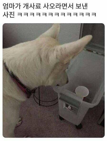 엄마가 개사료 사오라면서 보낸 사진