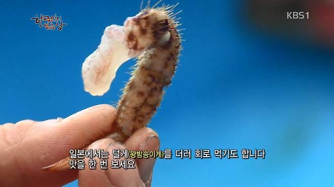 한국인의 밥상 - 왕밤송이게 된장찌개 , 왕밤송이게 찜(스압) 한국인의 밥상 - 왕밤송이게 된장찌개 , 왕밤송이게 찜.jpg