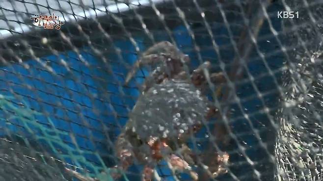 한국인의 밥상 - 왕밤송이게 된장찌개 , 왕밤송이게 찜(스압) 한국인의 밥상 - 왕밤송이게 된장찌개 , 왕밤송이게 찜.jpg