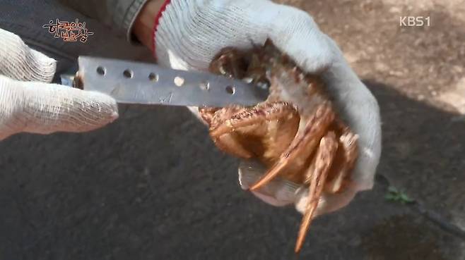 한국인의 밥상 - 왕밤송이게 된장찌개 , 왕밤송이게 찜(스압) 한국인의 밥상 - 왕밤송이게 된장찌개 , 왕밤송이게 찜.jpg