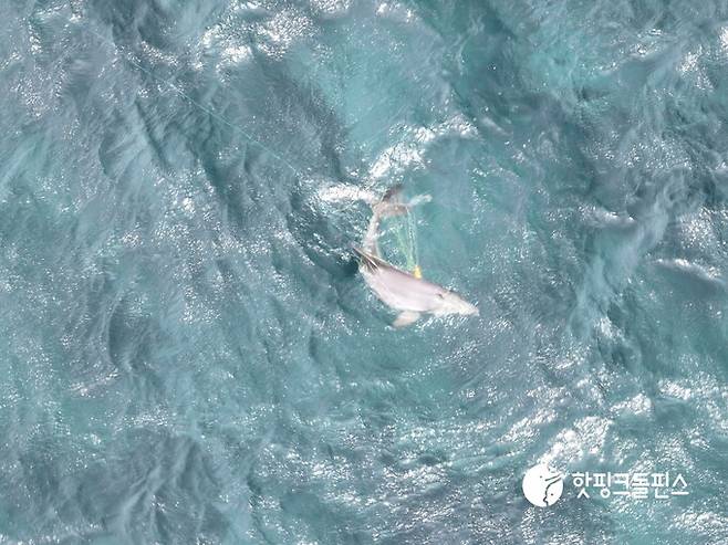 지난 5월14일 오후 서귀포시 대정읍 앞바다에서 촬영된 남방큰돌고래 종달의 모습. 핫핑크돌핀스 제공