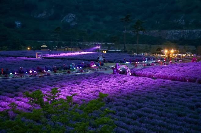 무릉별유천지 라벤더축제가 14일부터 9일간 강원도 동해시 무릉별유천지에서 열린다. 동해시 제공