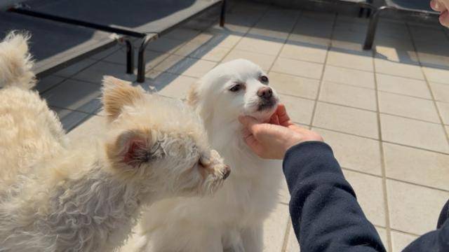 지난 4월, 경기 남양주시 동물자유연대 '온센터'에서 만난 반려견 '졸리'(왼쪽 두번째)가 활동가의 쓰다듬을 받고 있다. 동그람이 정진욱